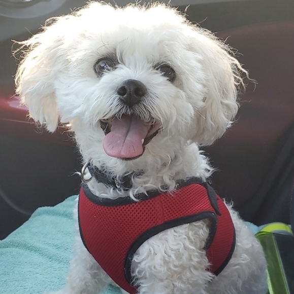 Meet your Posher, Trent and Kami - Picture 1 of 2